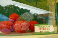 Ciekawy Efekt - na stoisku firmy W. Legutko w szklanych pojemnikach, w których eksponowano pomidory, można było się przejrzeć, a także przyjrzeć się innym wystawcom