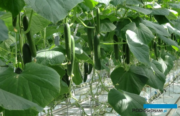 Owoce odmiany Grummel