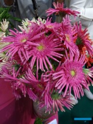 Gerbera 'Mi Queeni Josephine'