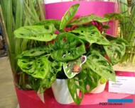 Monstera_Monkey-Leaf