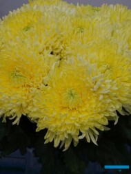 Chryzantema 'Magnum Yellow'