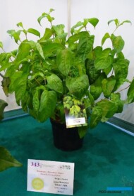 Weigela florida Lime Monster - wyróżniona jednym ze złotych medali FlowersExpo 2018