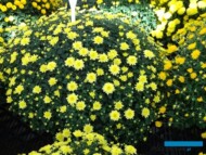 chryzantema_Boston Yellow