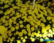 chryzantema_Fazana-Jogger-Yellow