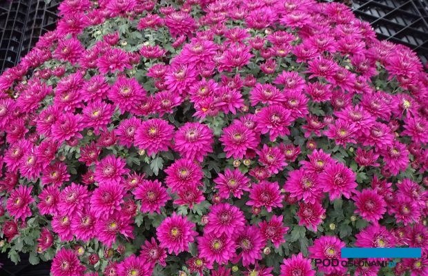 'Sorini Mauve' - jedna z wielu nowych odmian chryzantemy (doniczkowa drobnokwiatowa) zaprezentowanych podczas październikowych dni otwartych w firmie K. Pychyński w Strojcu