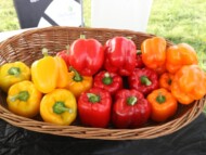 Różnobarwne papryki typu blok z asortymentu Monsanto