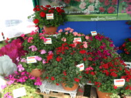 Kwiatowy asortyment firmy Syngenta Flowers