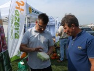 Piotr Różański (Hazera) poleca smaczną odmianę kapusty Cabbice F1