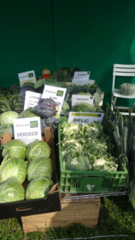 Firma Enza Zaden prezentowała głównie odmiany warzyw kapustnych