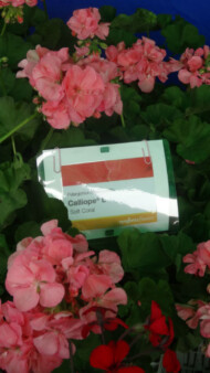 Pelargonia Calliope Red Coral