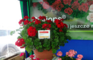 Pelargonia Calliope Red