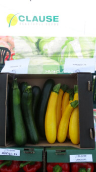 Cukinia Precioza (z lewej) oraz Sunlight