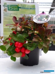 Gaultheria-procumbens_COLOUR-SURPRISE