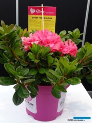 Azalia BLOOMCHAMPION PINK_GrootGroenPlus-2018