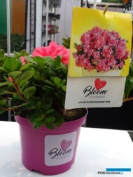 Azalia BLOOMCHAMPION PINK_GrootGroenPlus-2018