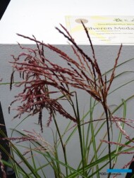 Miscanthus-sinensis_Boucle__GrootGroenPlus-2018