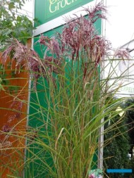 Miscanthus-sinensis_Boucle__GrootGroenPlus-2018