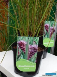 Miscanthus sinensis 'Boucle' - na zdjęciu pokazany wygląd kwiatostanów w pąku
