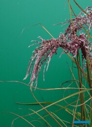 Miscanthus-sinensis_Boucle_GrootGroenPlus-2018