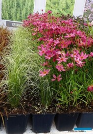 Carex comans ‘Amazon Mist’ i Coreopsis ‘Limerock Passion’ - ze szkółki Het Eyssel