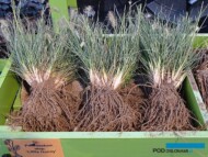 Pennisetum alopecuroides 'Little Honey' ze szkółki Marijnissen