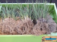 Molinia caerulea 'Edith Dudszus'