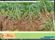 Carex-caryophyllea_The-Beatles