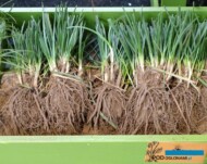 Sesleria-heufleriana