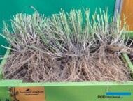 Panicum-virgatum_Rehbraun