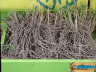 Miscanthus-sinensis_Yaku-Jima