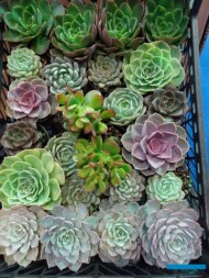 Sukulenty wyprodukowane w firmie Dikmen_Flower-Show_Istanbul 2018
