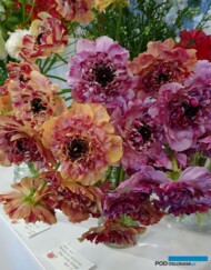 Ranunculus asiaticus 'Charlotte Orange' i 'Charlotte' ze stoiska JFPEA Flower-Show_Istanbul 2018