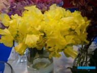 Lathyrus_Sweetpea-Y_Flower-Show_Istanbul 2018
