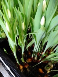 Hydroponiczna uprawa ułatwia zbiór tulipanow gospodarstwo Haakman