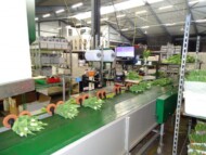 Końcówka linii technologicznej – pakowanie gotowych wiązek kwiatów tulipanów gospodarstwo Haakman