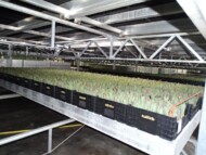 Najniższa warstwa (z czterech) w pomieszczeniu, w ktorym odbywa sie pedzenie tulipanow gospodarstwo Haakman