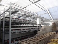 Przestawianie skrzynek y pedzonymi tulipanami i ich transport do szklarni są zmechanizowane, gospodarstwo Haakman