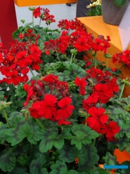 Pelargonium_Red Explosion_Florensis_IPM 2019