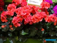 Pelargonium Calliope L Coral_Syngenta Flowers_IPM Essen 2019