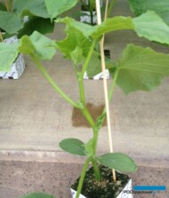 Rozsada typu holenderskiego