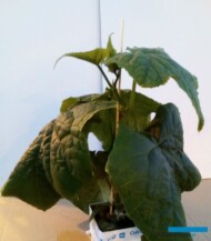 Rozsada ogórka typu skandynawskiego