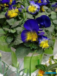Viola x wittrockiana Cats 'Blue and Yellow'