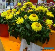Xerochrysum bracteatum Granvia® ‘Gold’_IPM Essen 2019