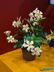 Mandevilla Sundaville® MiMi 'Yellow'_IPM Essen 2019