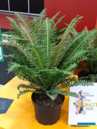 Blechnum-brasiliense 'Copper Crisp_IPM 2019