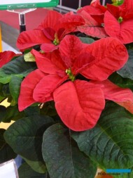 Poinsecja_Christmas-Mouse_IPM 2019