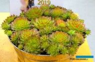 Na targach IPM Essen 2019 pokazano wiele roślin wieloletnich, w tym modne rojniki (Sempervivum) - tu odmiana Chick Charms® ‘Gold Nugget’, którą uznano za najciekawszą bylinę w targowym konkursie nowości, fot. A. Cecot
