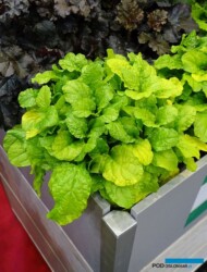 Ajuga reptans ‘Gold Chang’