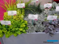 Ajuga reptans ‘Gold Chang’ w towarzystwie innych roślin o ozdobnych liściach (m.in. Tancetum 'Little Frosty', Helichrysum italicum 'Korma', Artemisia stelleriana 'Silver Brocade') na stoisku Vitroflory_IPM Essen 2019