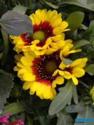 Gaillardia grandiflora Spintop ‘Red Starbust’
